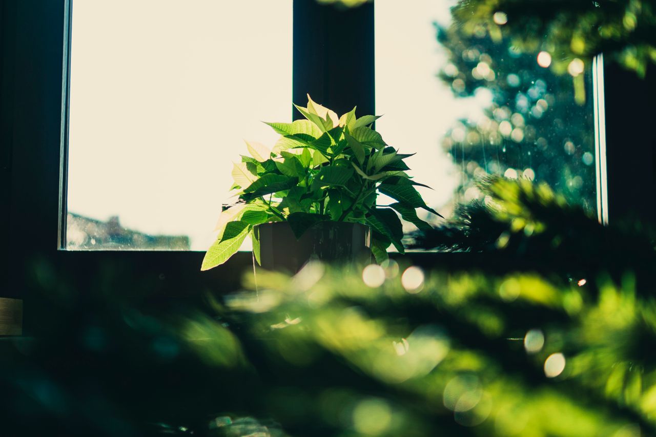 Home A vibrant green plant basking in sunlight near a window, with beautiful bokeh effect.